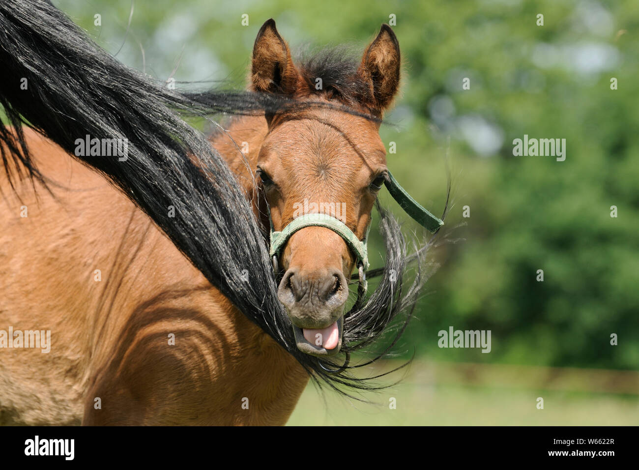 Arabian Horse, castagno puledro, cercando rifugio da mosche in corrispondenza della coda della sua madre Foto Stock