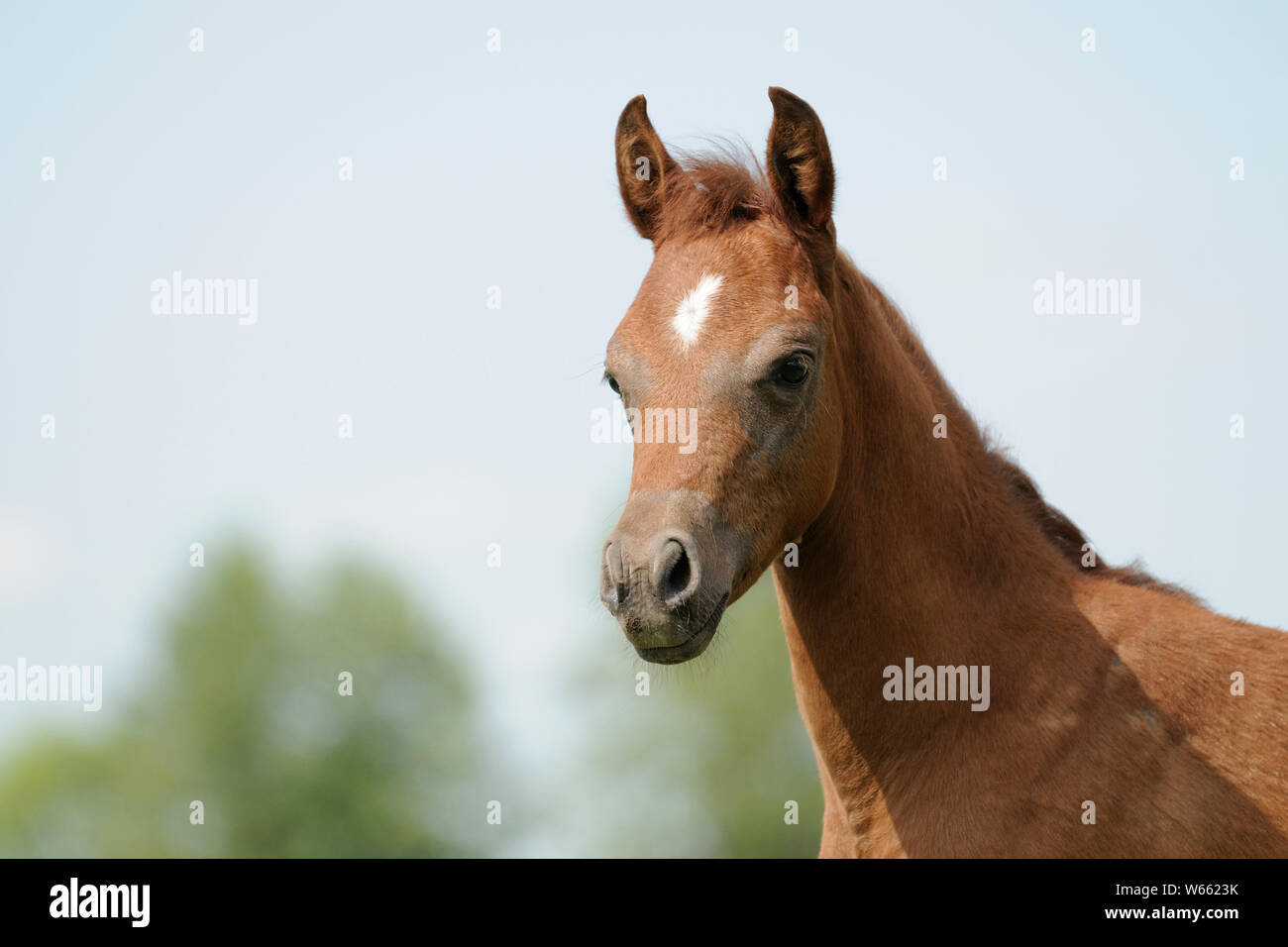 Arabian Horse, Ritratto di un puledro di castagno Foto Stock