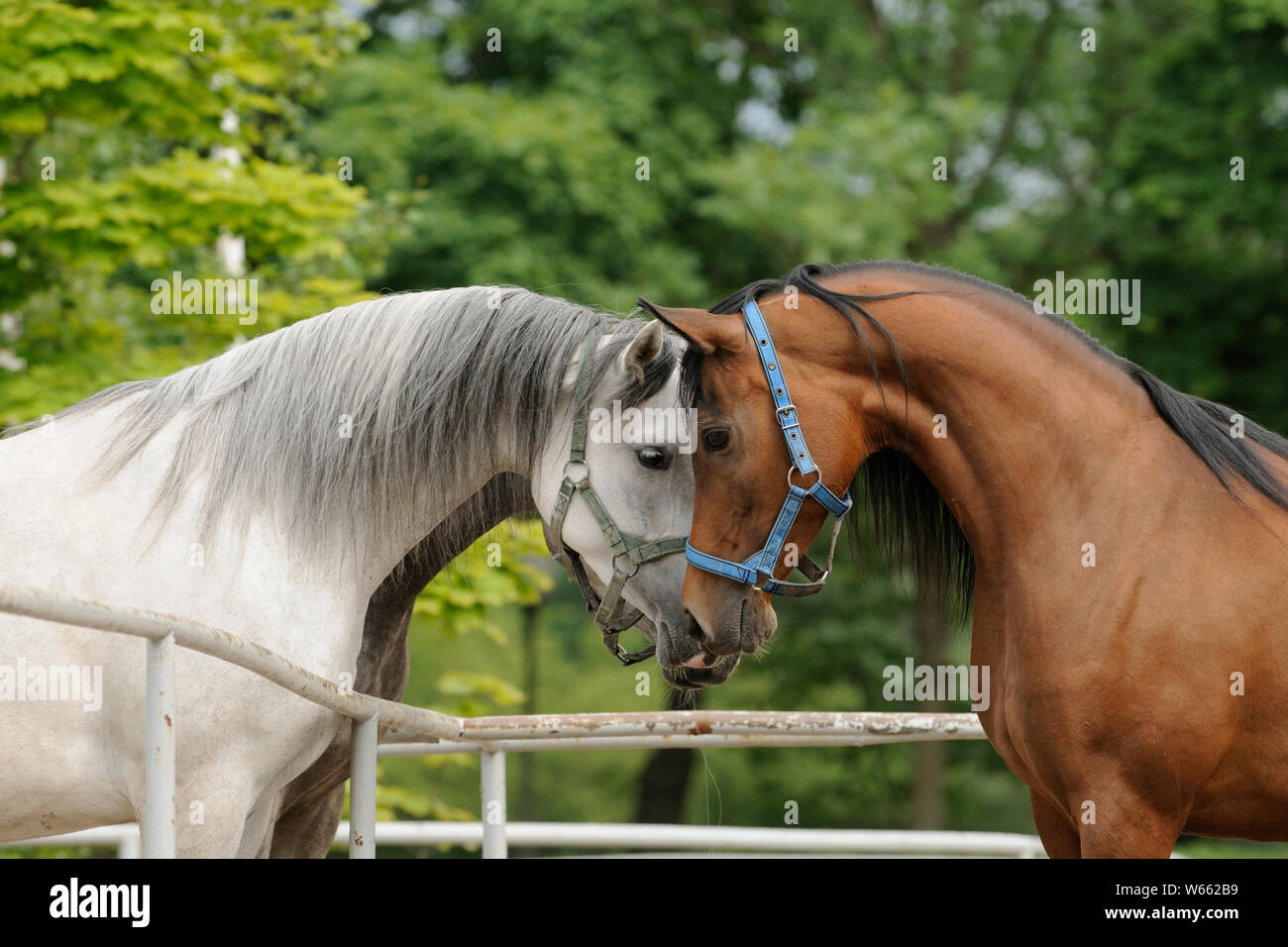 Arabian Horse, tre mares sniffing in corrispondenza di ogni altro oltre il recinto Foto Stock