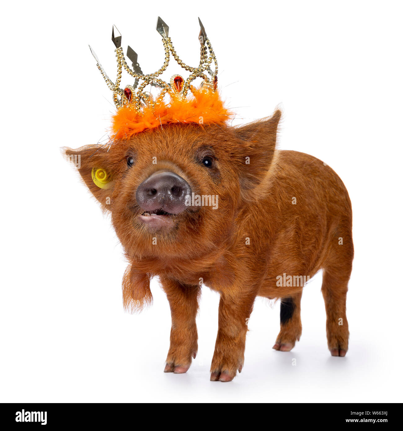 Lo zenzero maialino Kunekune lato permanente di modi, indossa una corona di colore arancione. Guardando la telecamera con occhi cattivi. Isolato su sfondo bianco. Foto Stock