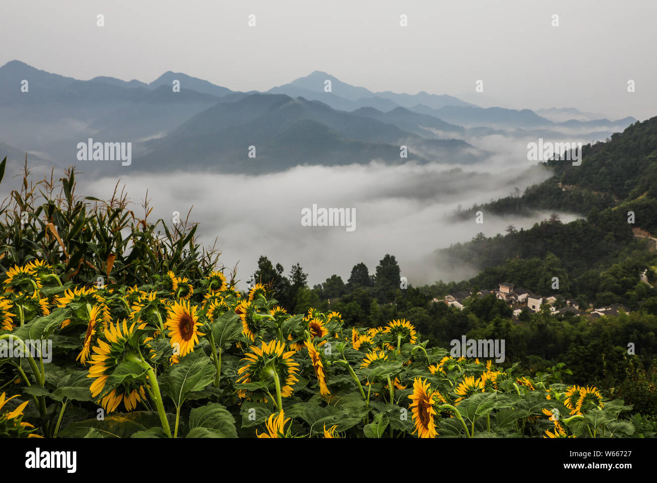 Paesaggio di montagna circondato da incantevoli nuvole presso la montagna di giallo punto panoramico nella città di Huangshan, est cinese della provincia di Anhui, 24 luglio 2018. Foto Stock