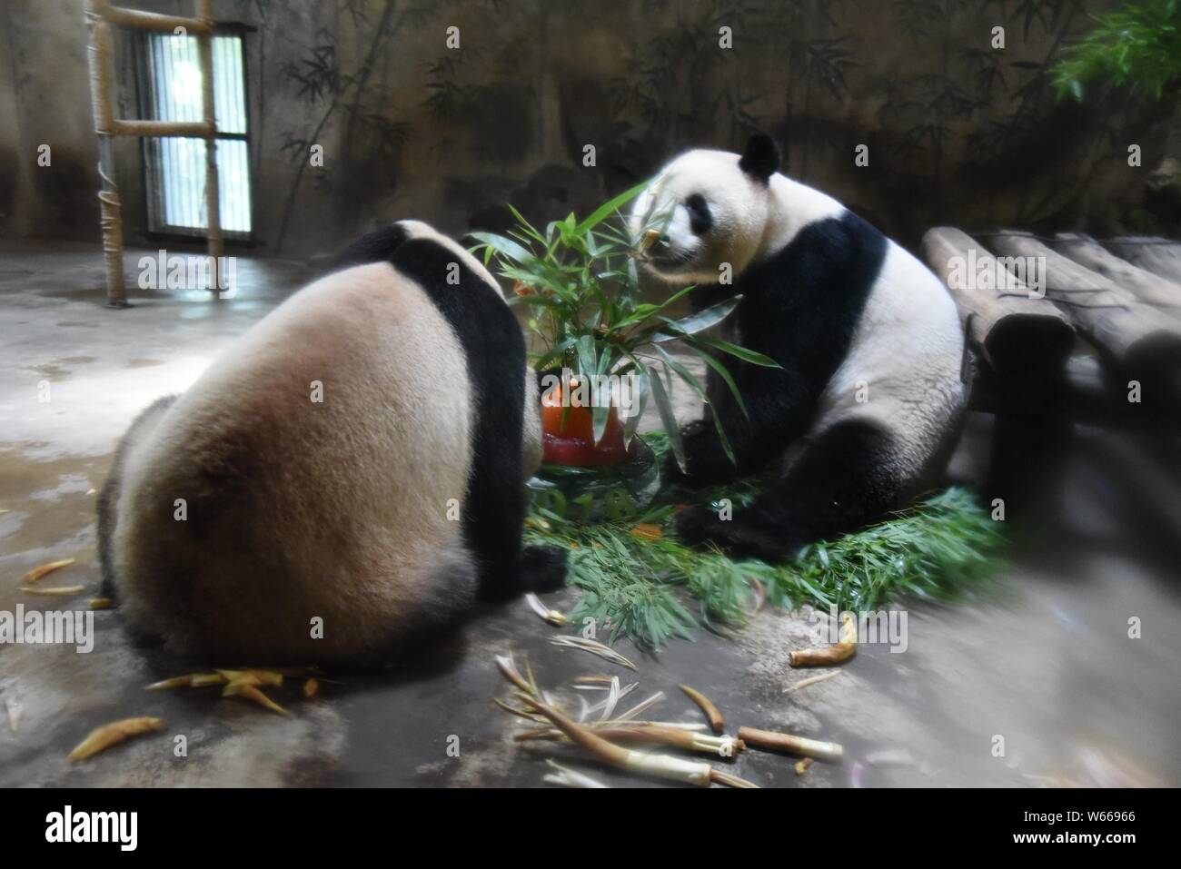 Panda Giganti Chengjiu Shuanghao e mangiare il bambù e la loro torta di compleanno a forma di foraggi durante la festa per il loro quarto compleanno all'Hangzh Foto Stock