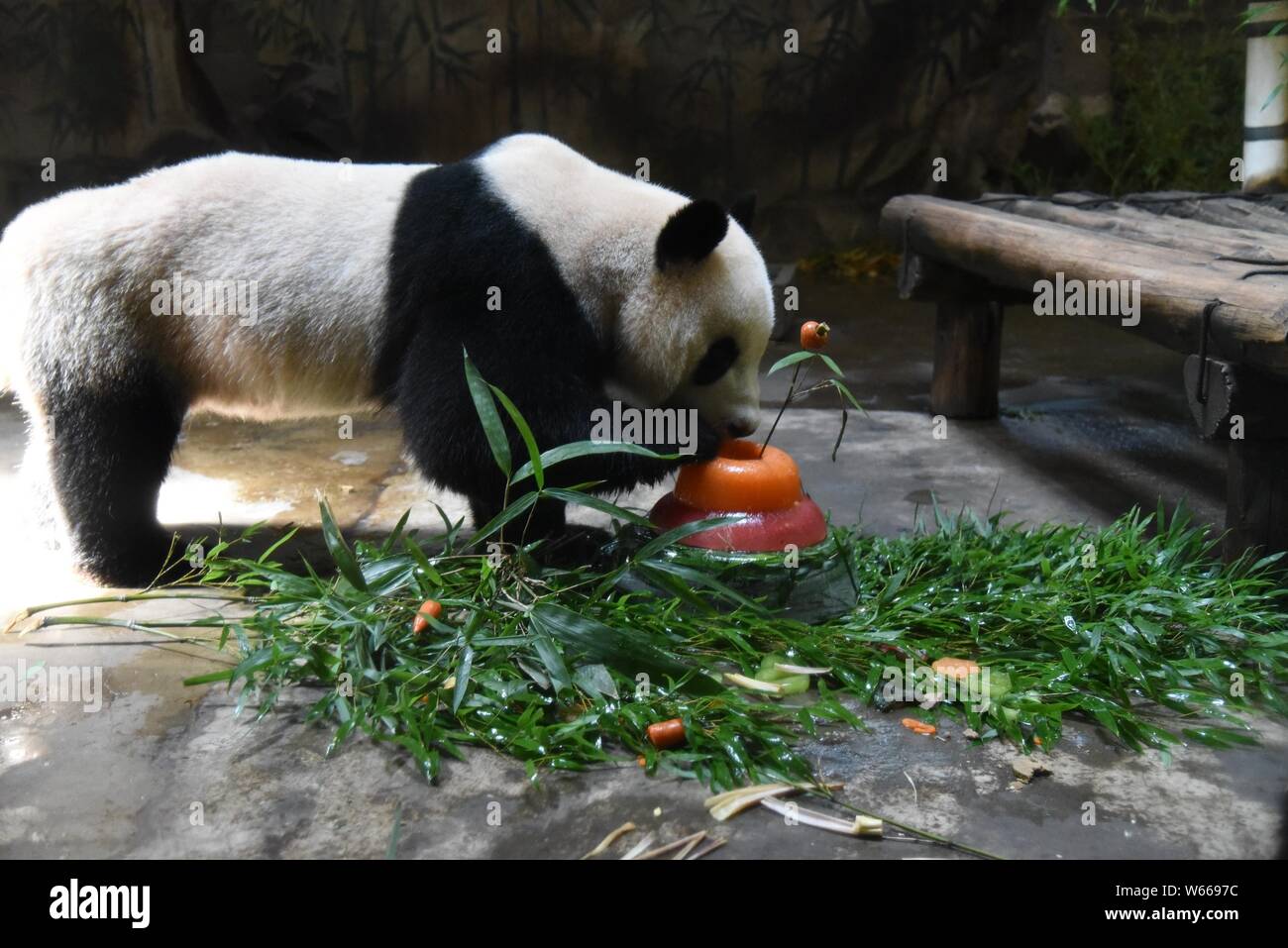 Panda Giganti Chengjiu Shuanghao e mangiare il bambù e la loro torta di compleanno a forma di foraggi durante la festa per il loro quarto compleanno all'Hangzh Foto Stock