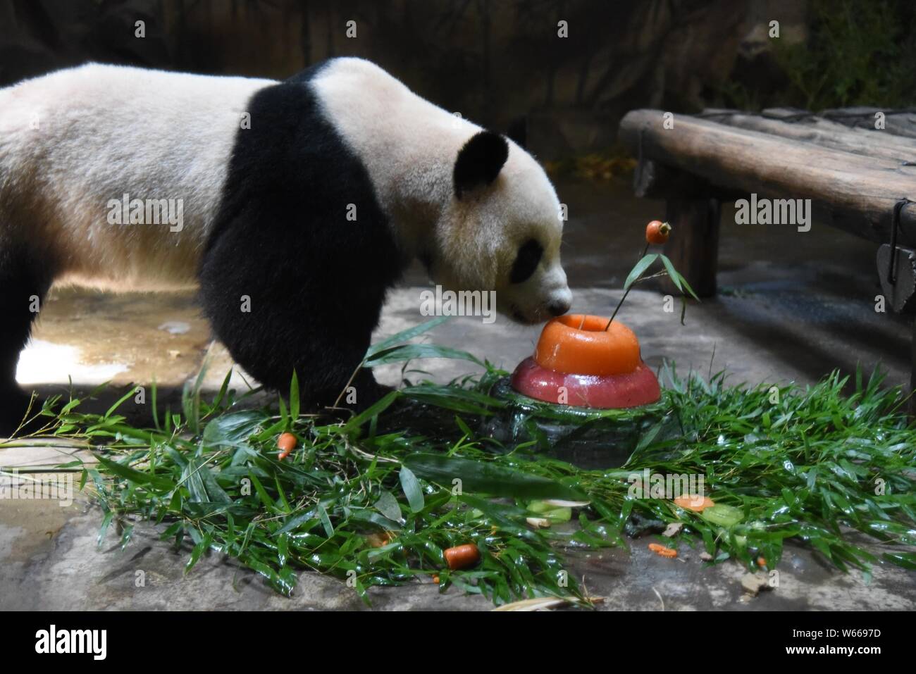 Panda Giganti Chengjiu Shuanghao e mangiare il bambù e la loro torta di compleanno a forma di foraggi durante la festa per il loro quarto compleanno all'Hangzh Foto Stock