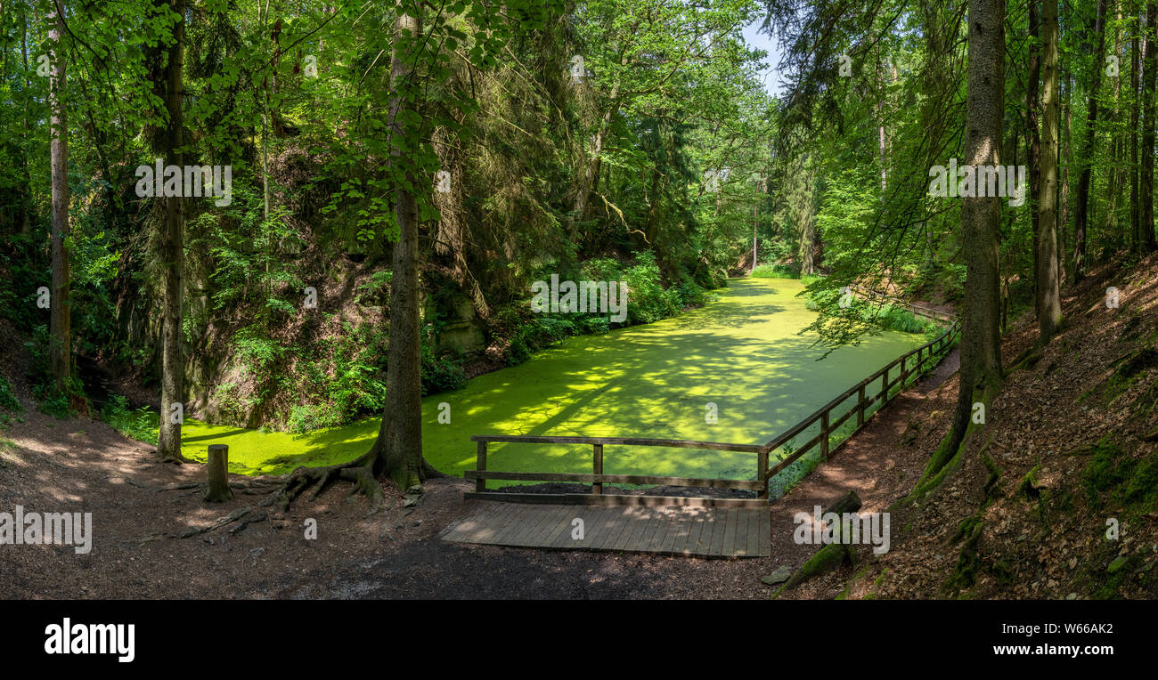 Romantico lago coperto con lenti d'acqua verde della foresta Foto Stock