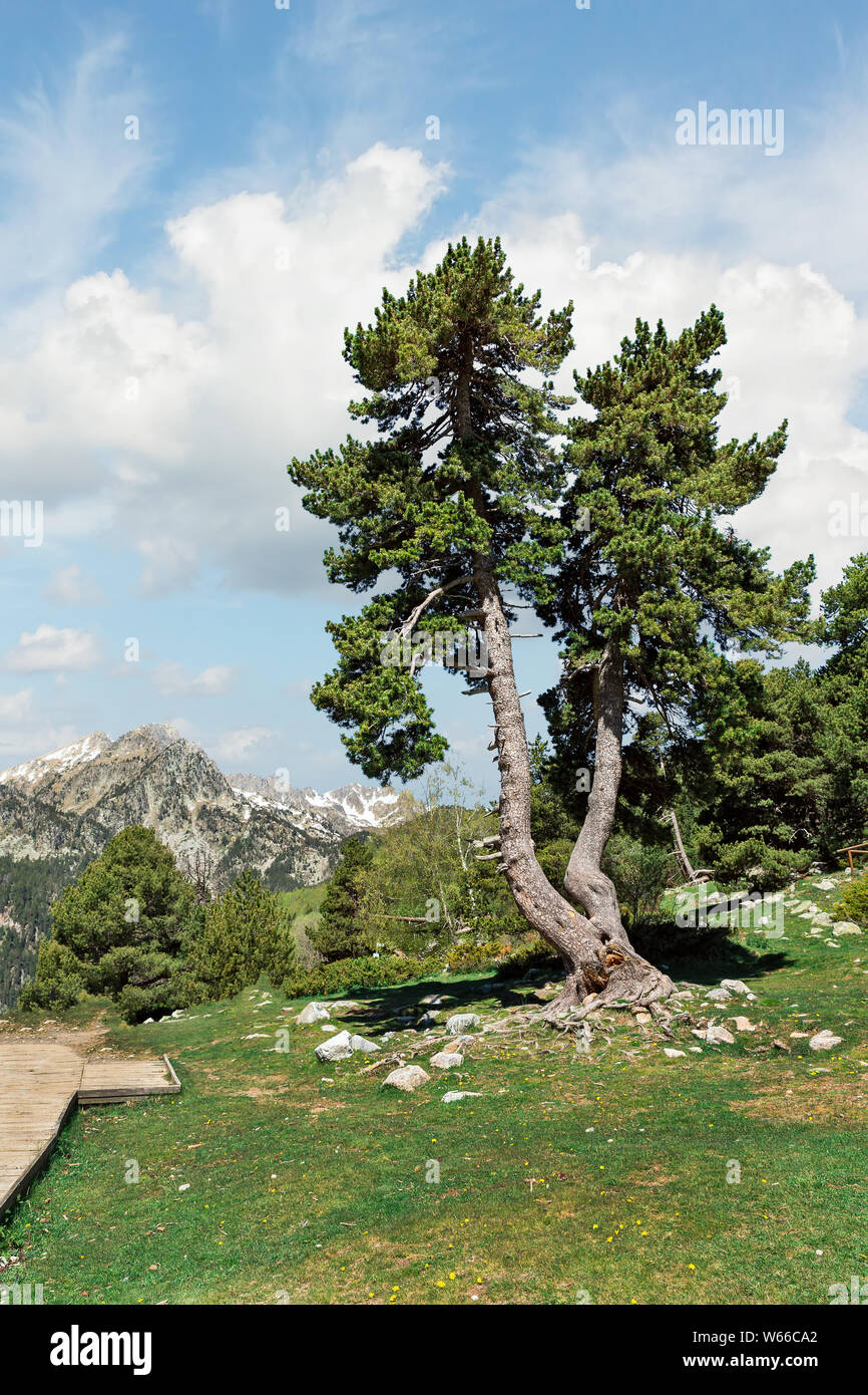 Alberi e la strada tra le montagne dei Pirenei, Spagna Foto Stock