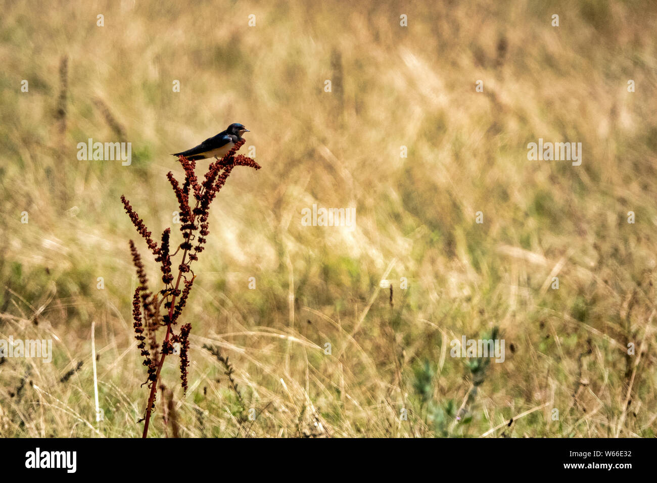 Barn swallow (Hirundo rustica) in un campo Foto Stock