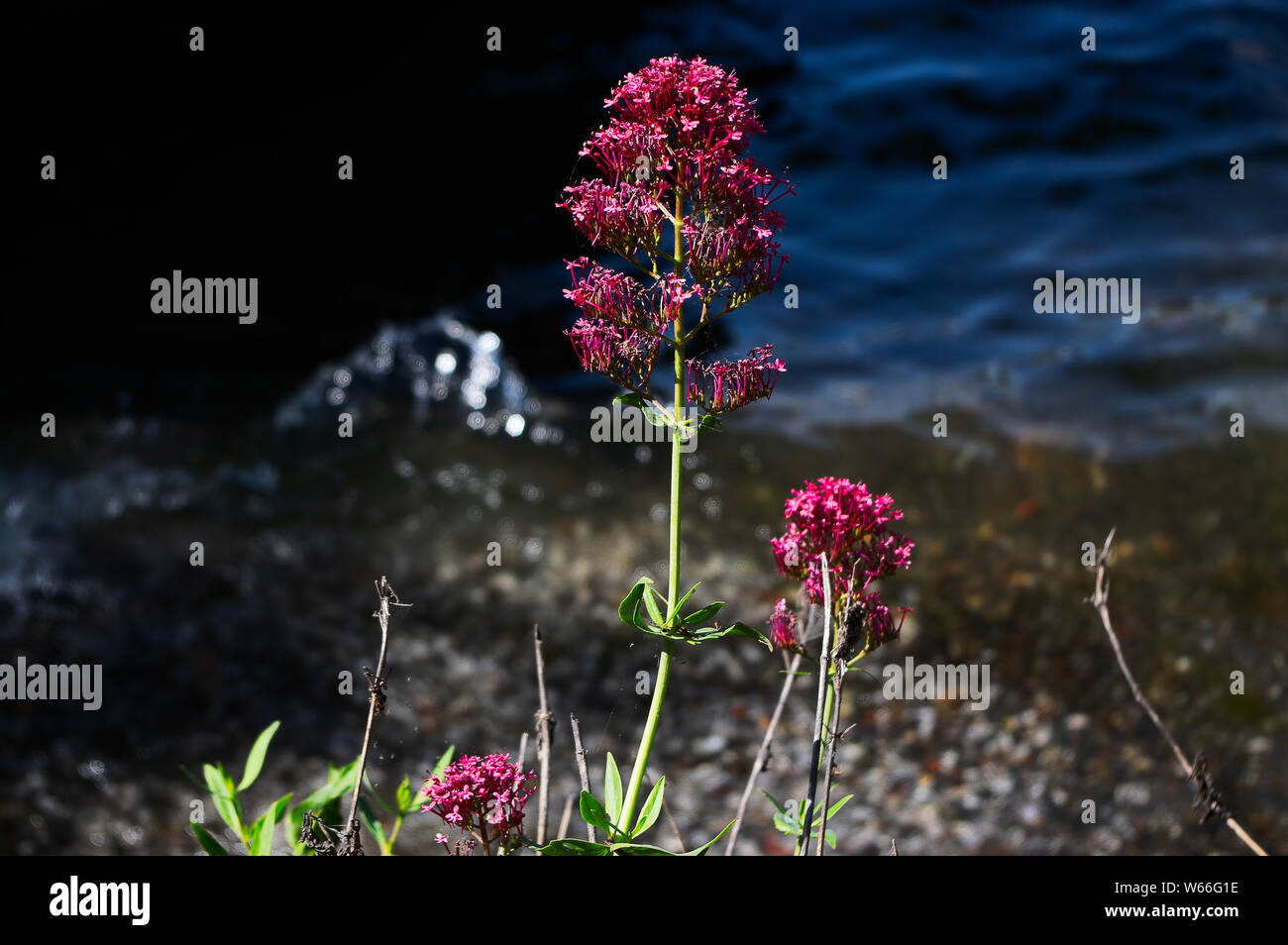 Fiori di colore rosso sul bordo del lago Washington, Seattle, Stati Uniti d'America Foto Stock