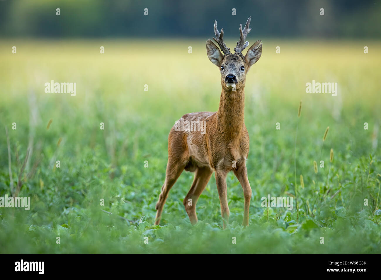 In estate, il capriolo dominante con enormi antlers che sniffing su un campo verde Foto Stock