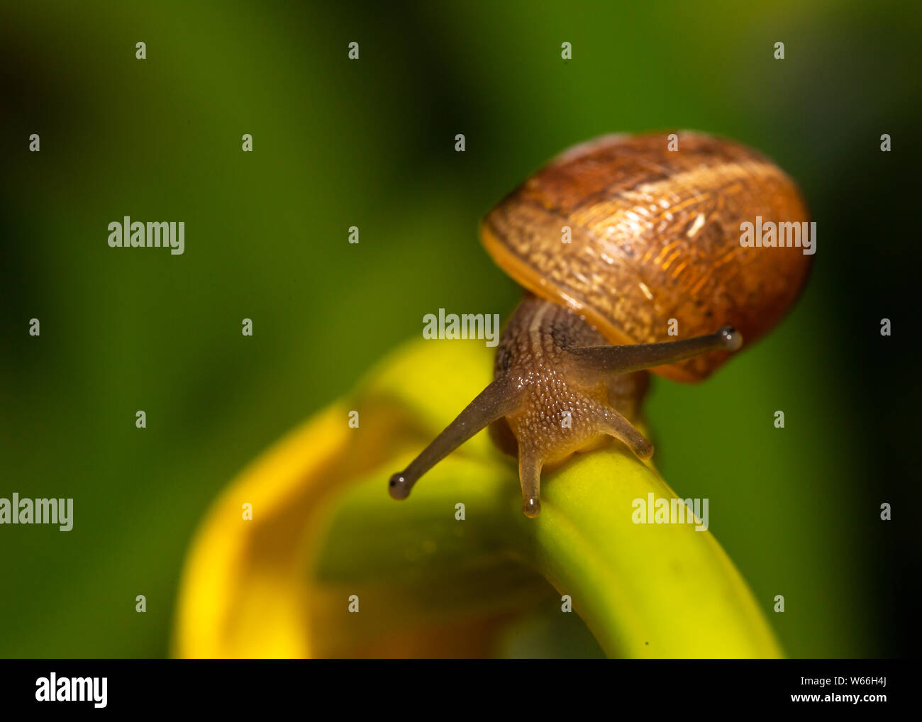 La Borgogna lumaca lumaca romana su un ramoscello di piante Foto Stock