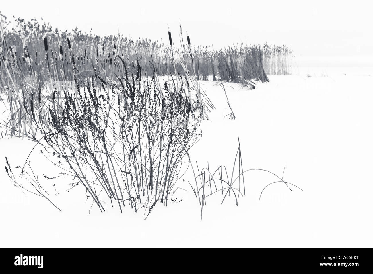 Paesaggio invernale con dry reed costiere nel bianco della neve, monocromatico naturale foto di sfondo Foto Stock