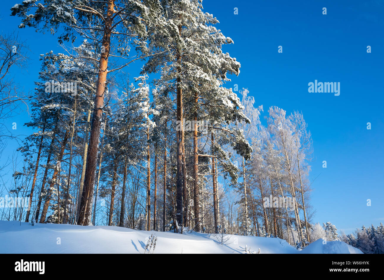 Paesaggio invernale con alti pini sotto il luminoso cielo blu di giorno Foto Stock