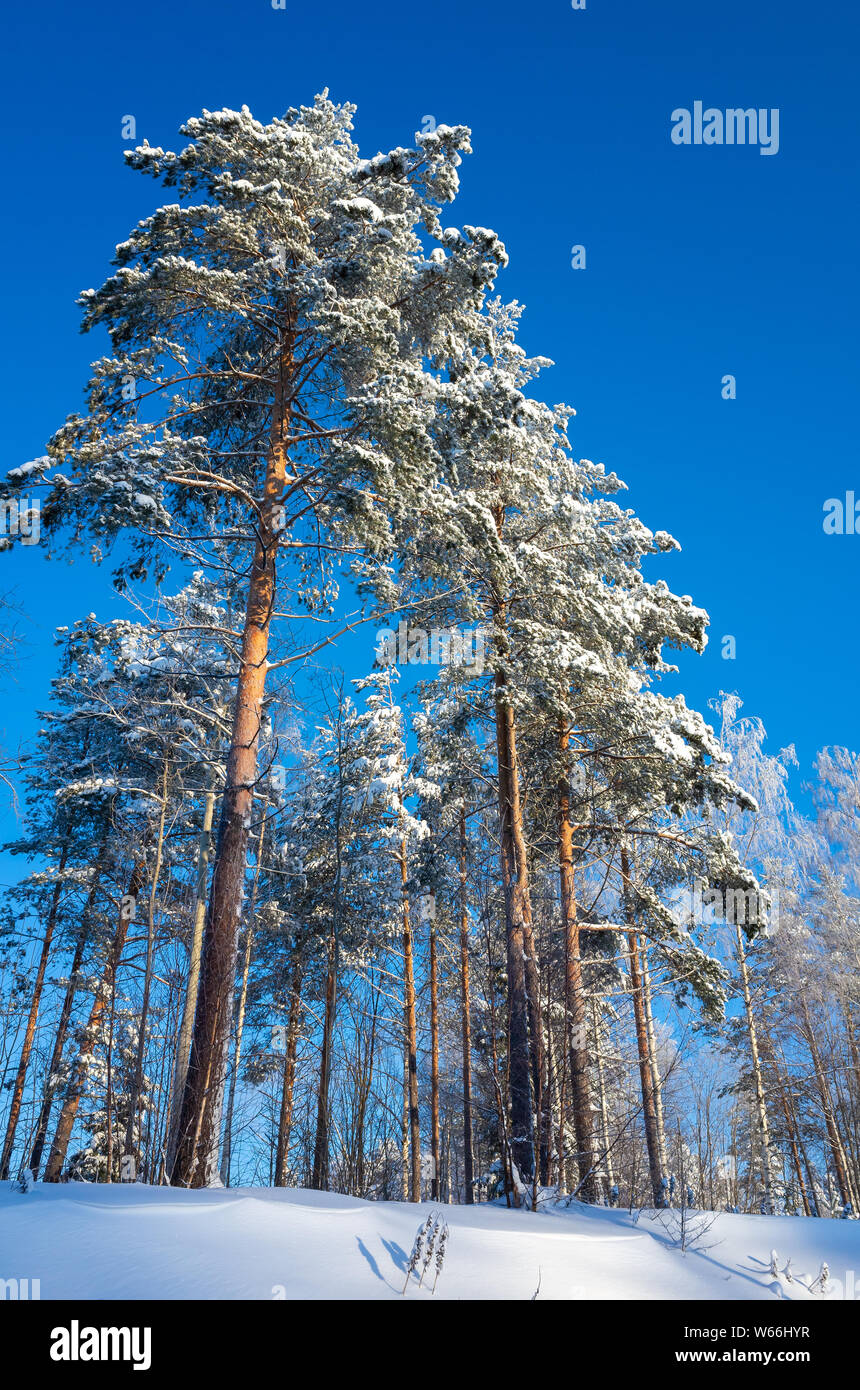 Verticale paesaggio invernale con alti pini sotto il luminoso cielo blu di giorno Foto Stock