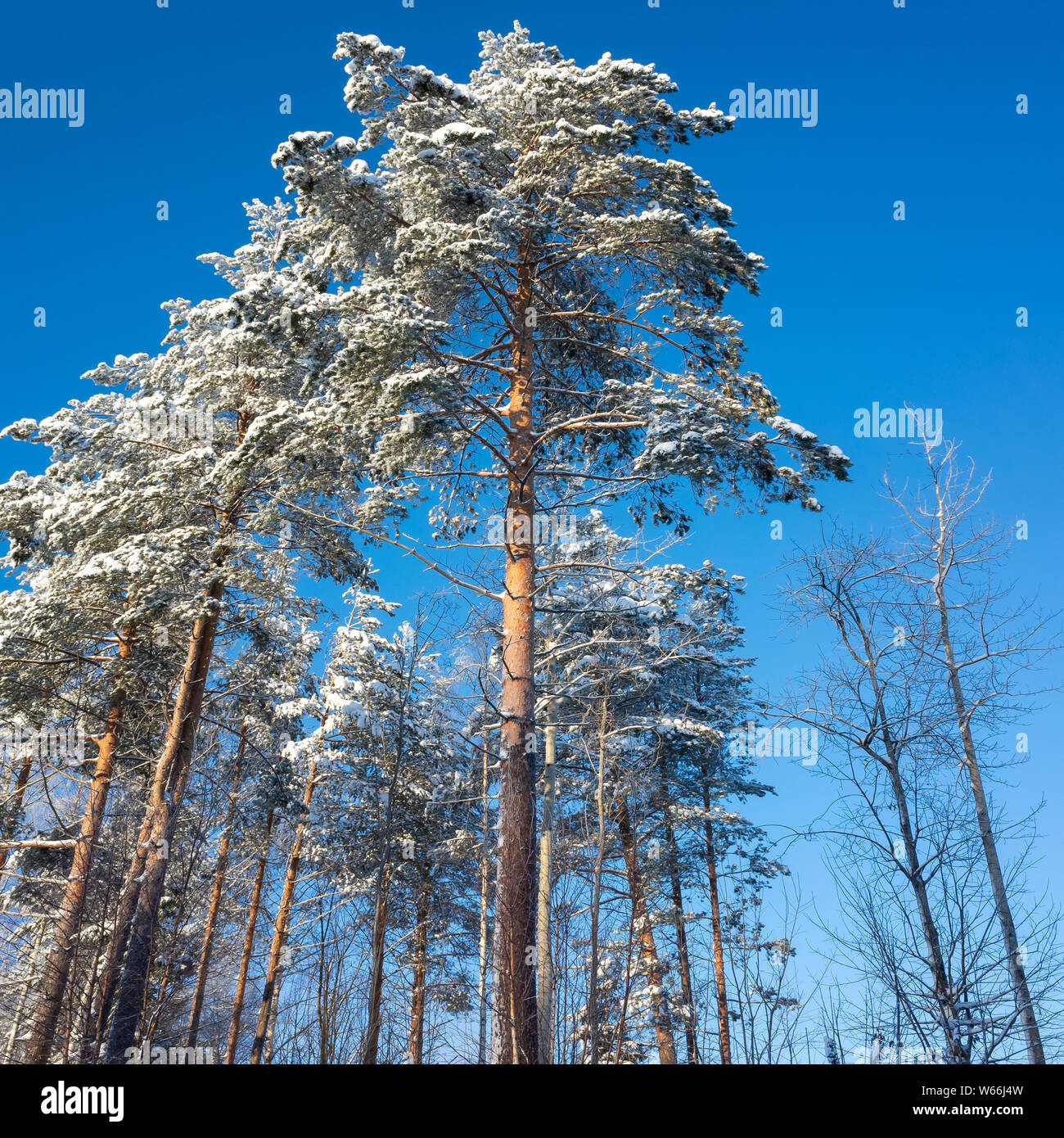 Piazza paesaggio invernale con alberi di pino sotto il luminoso cielo blu di giorno Foto Stock