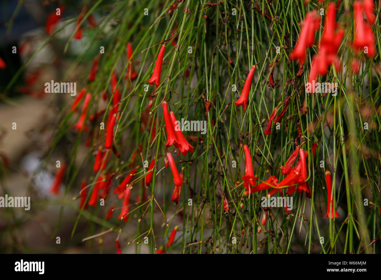 Close up decumbent piccolo fiore rosso di russelia equisetiformis fiore, noto anche come fountainbush, petardo stabilimento, impianto di corallo, fontana di corallo, cor Foto Stock