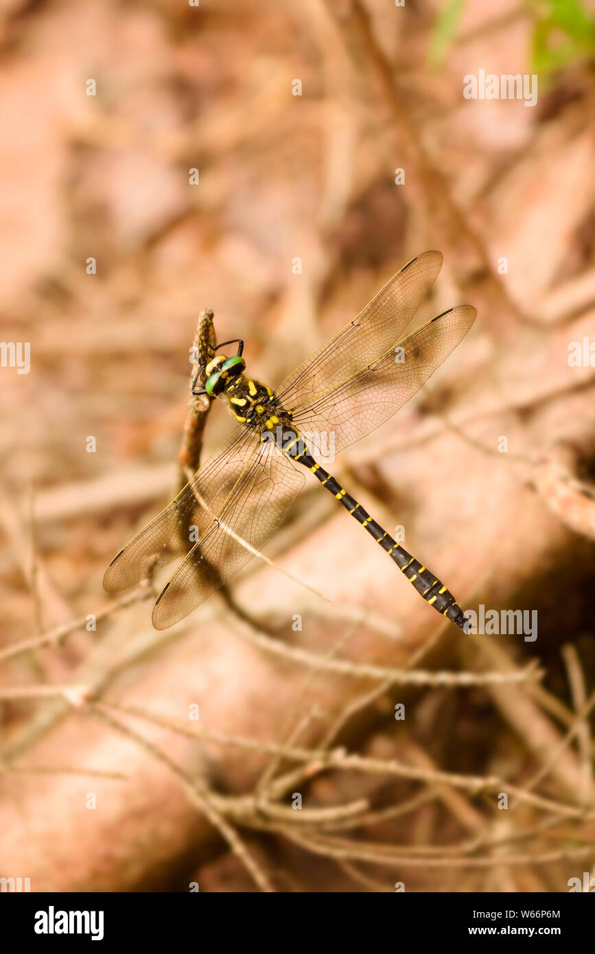 Il golden inanellato dragonfly - Cordulegaster boltonii è una grande e suggestiva dragonfly. Foto Stock