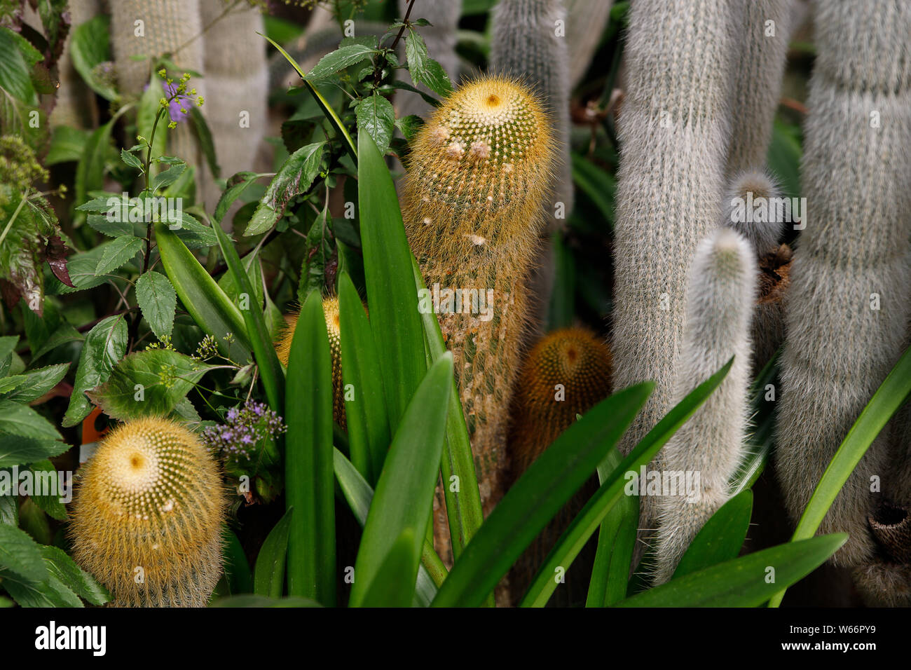 Una siccità-resistenti piante del deserto è un cactus con soffici spine in un giardino tropicale. Foto Stock