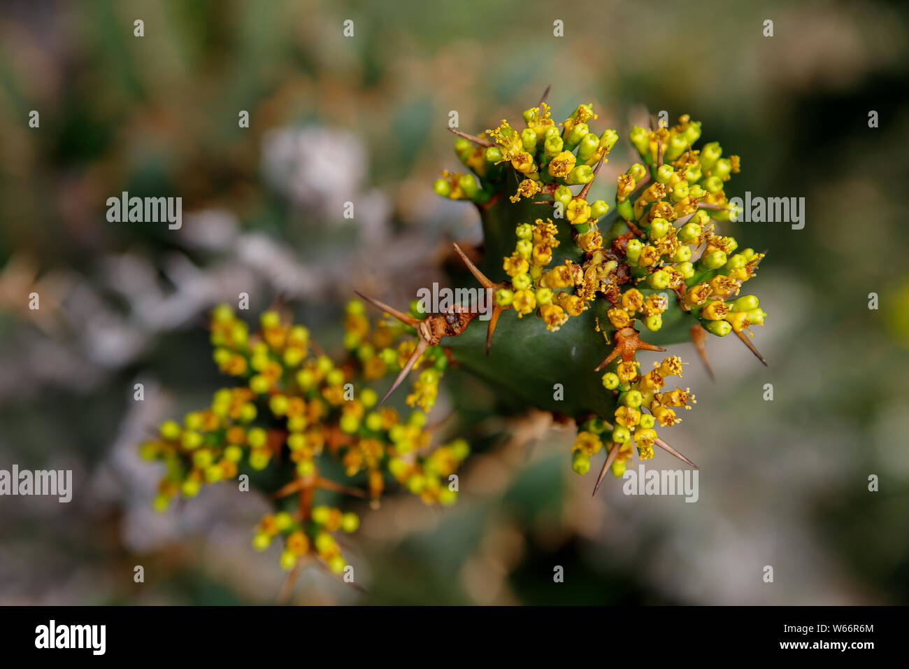 Cactus, Euphorbia ingens, Euphorbia candelabro. Immagine astratta di close-up Foto Stock