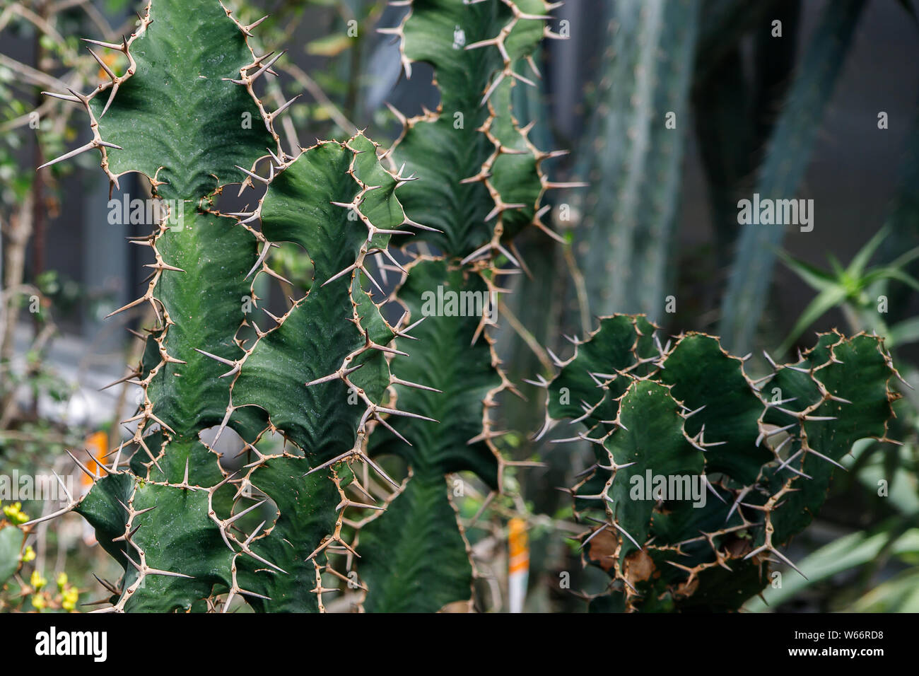 Cactus, Euphorbia ingens, Euphorbia candelabro. Immagine astratta di close-up Foto Stock