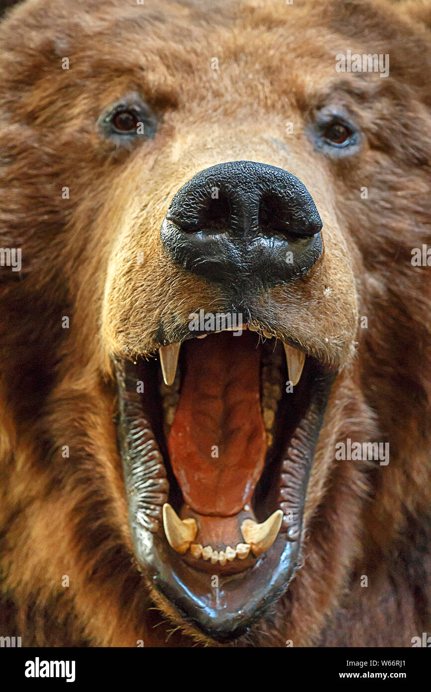 Sorriso di un orso selvatico. recare viso Foto Stock