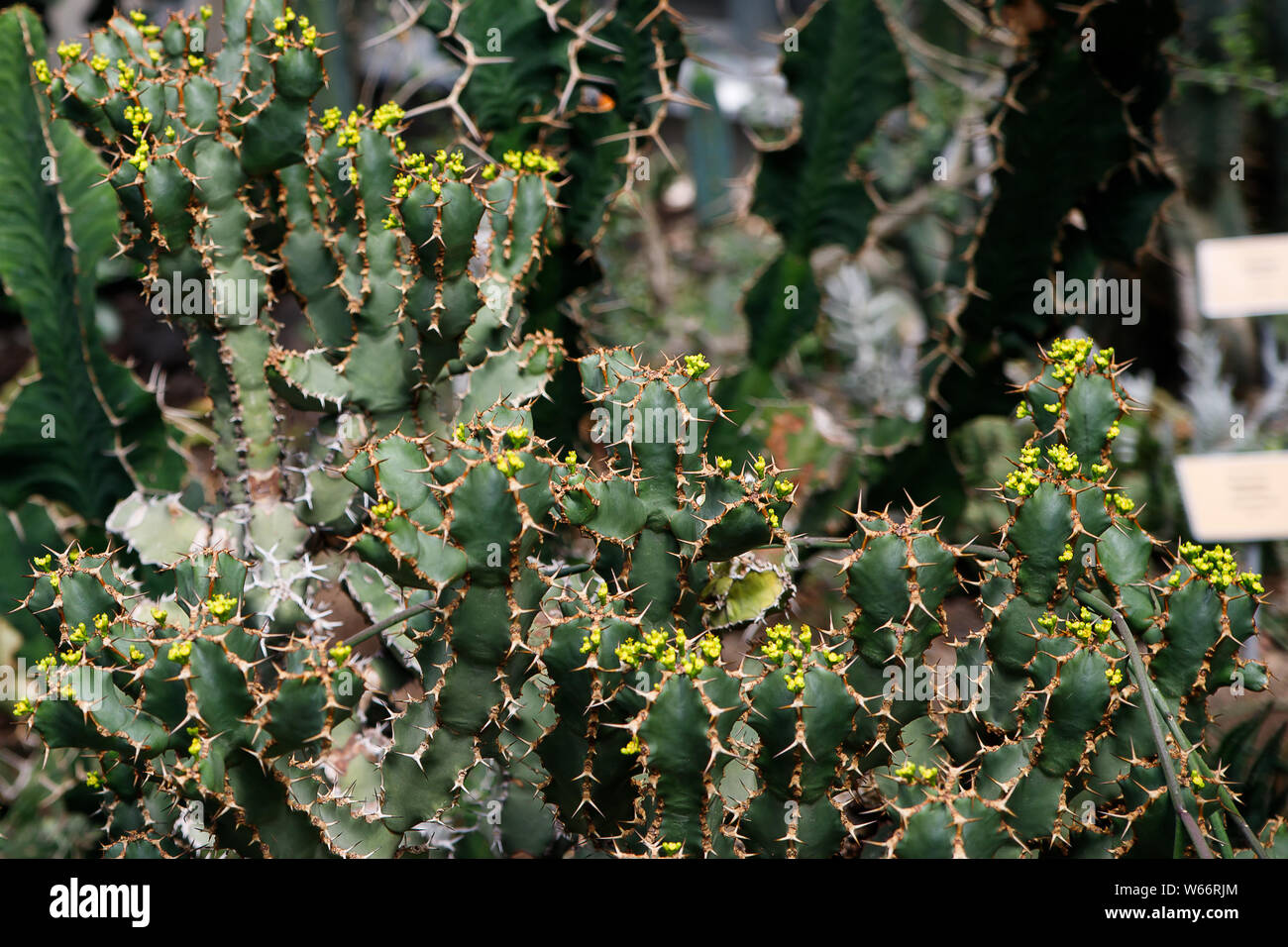 Cactus, Euphorbia ingens, Euphorbia candelabro. Immagine astratta di close-up Foto Stock