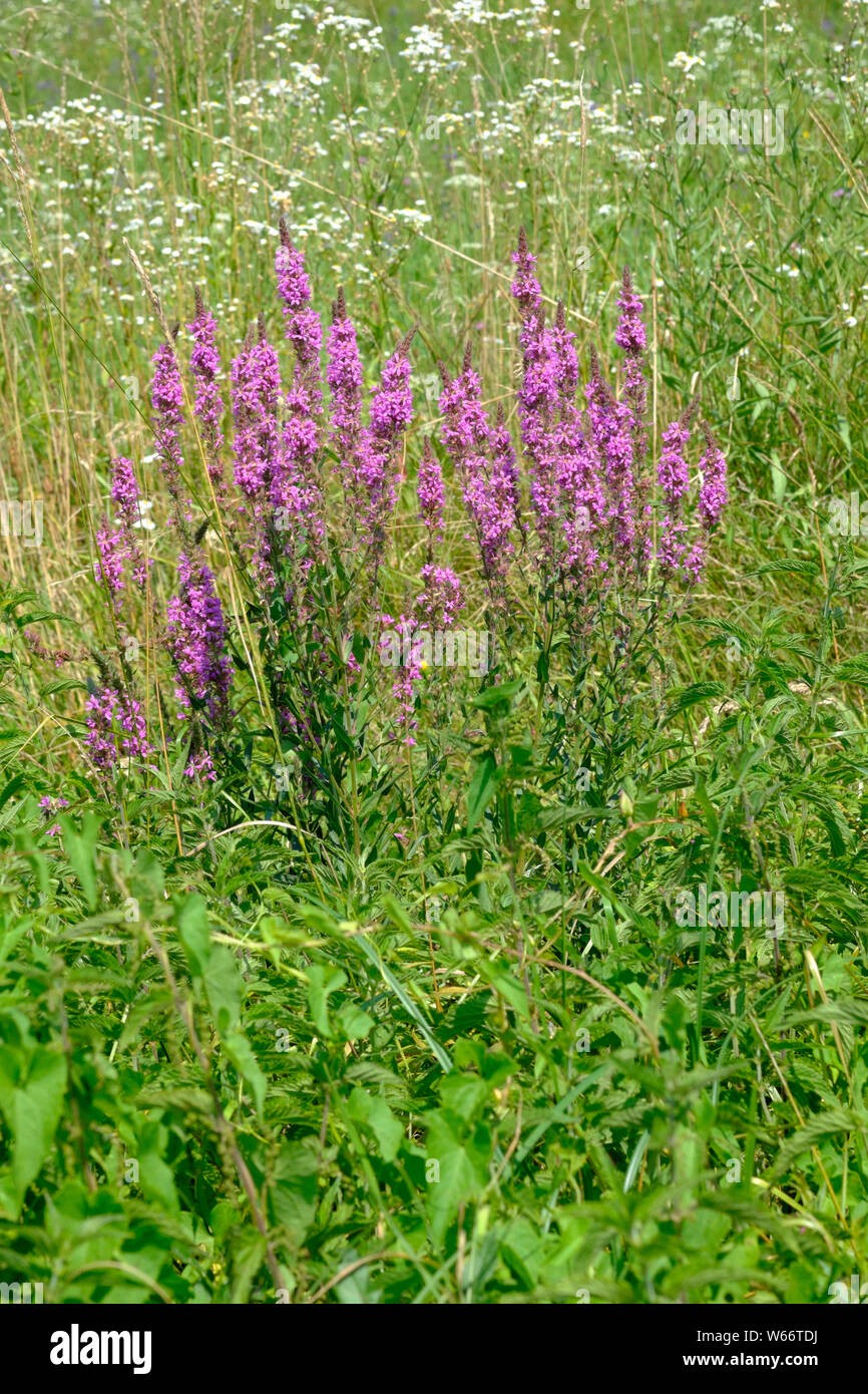 Millefiori invasive weed purple loosestrife Lythrum salicaria crescente a lato di un paese rurale lane Zala county Ungheria Foto Stock