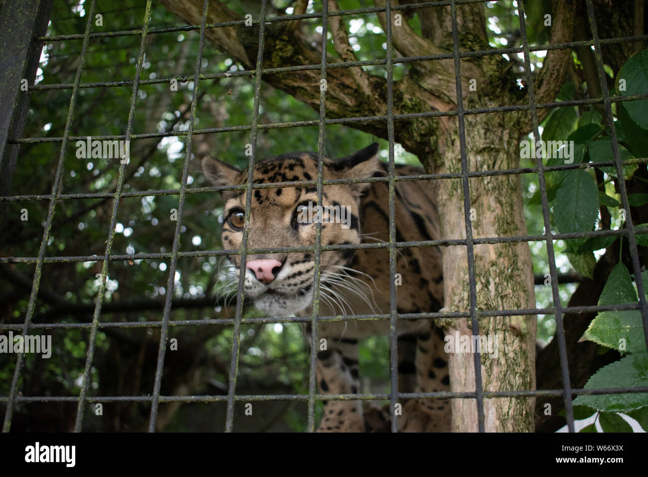 Il leopardo nuvola in un animale centro di salvataggio Foto Stock