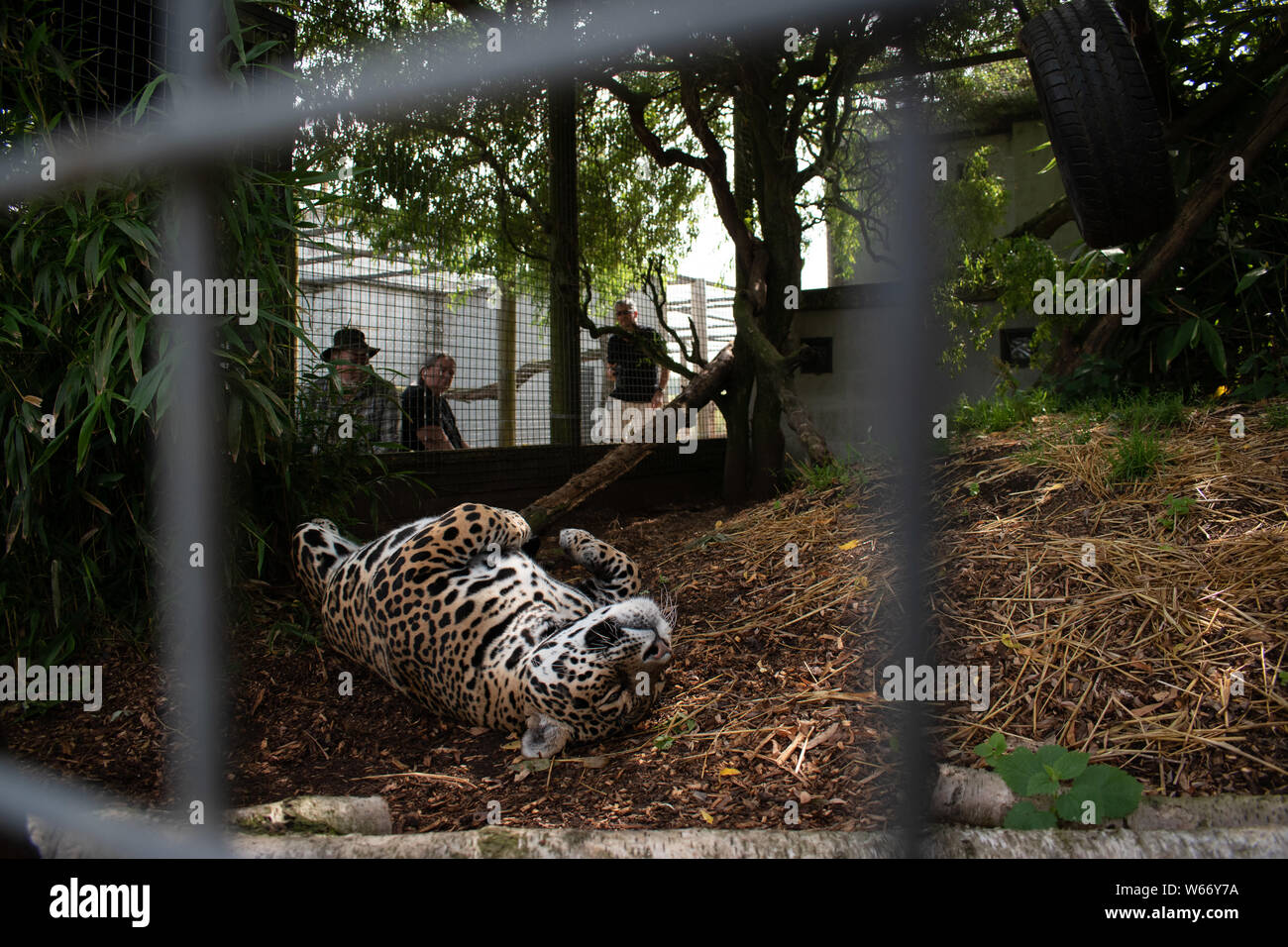 Jaguar rilassante in gabbia ad un animale centro di salvataggio Foto Stock