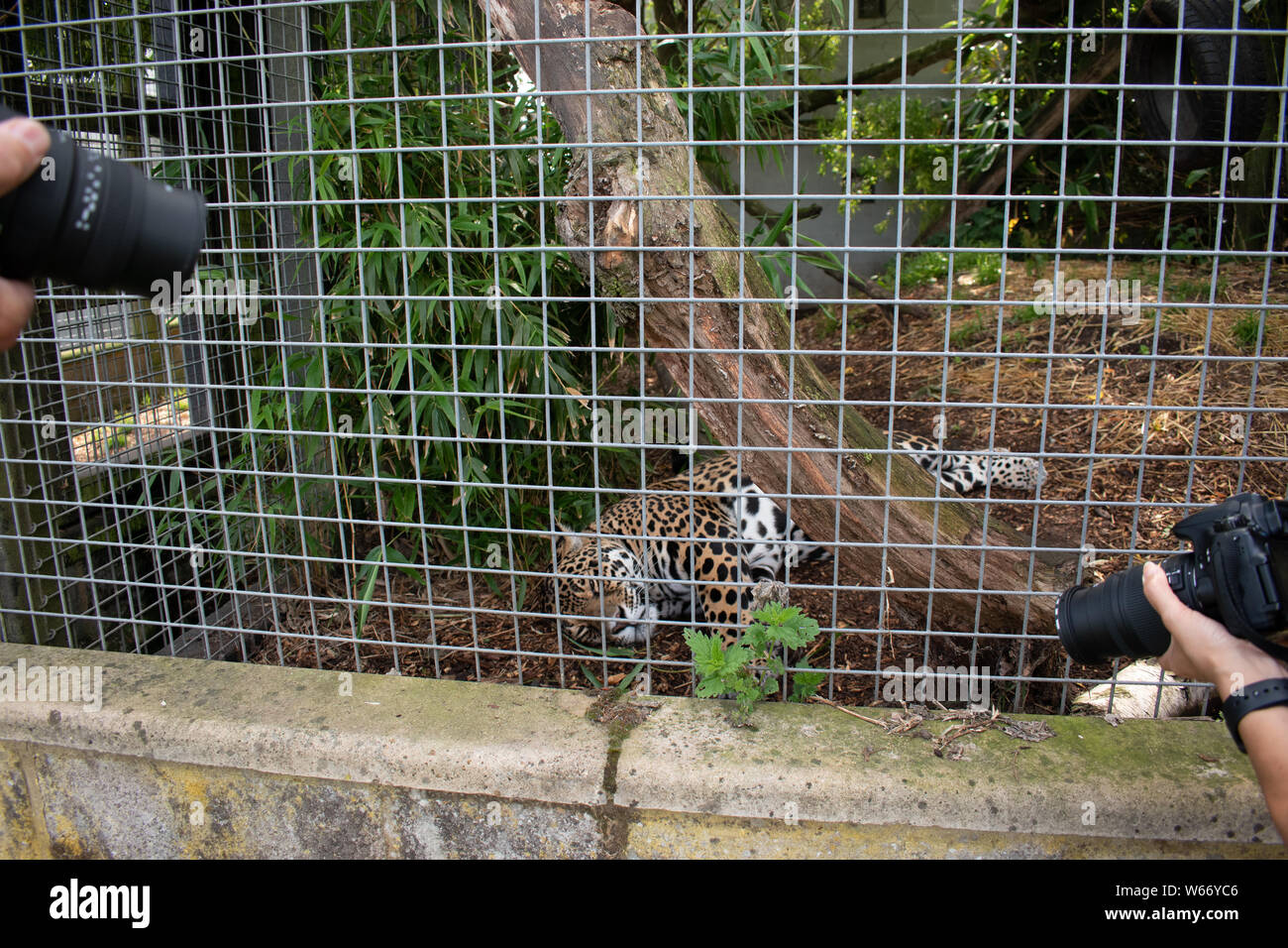Jaguar rilassante in gabbia ad un animale centro di salvataggio Foto Stock