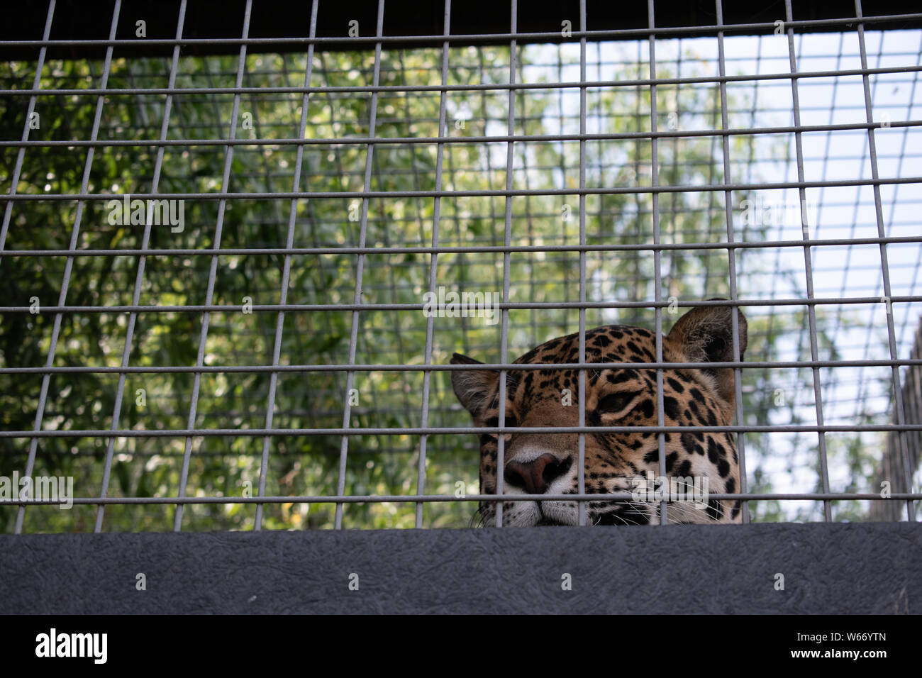 Jaguar a un animale centro di salvataggio Foto Stock