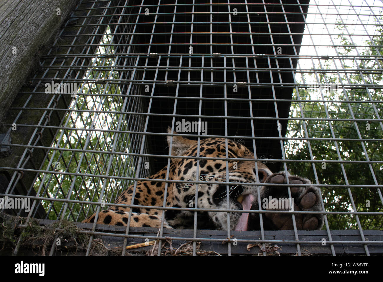 Jaguar a un animale centro di salvataggio Foto Stock