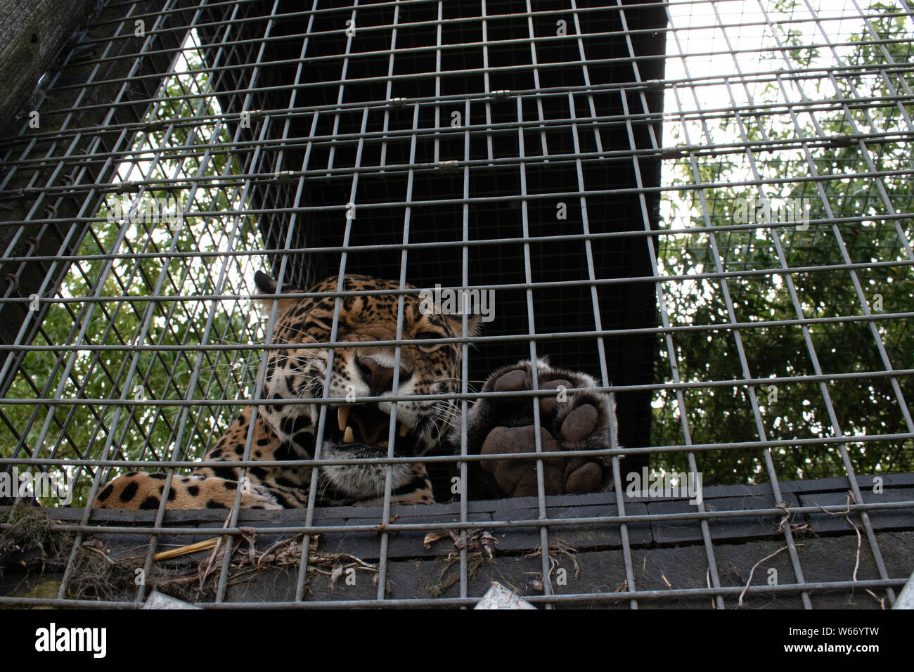 Jaguar a un animale centro di salvataggio Foto Stock