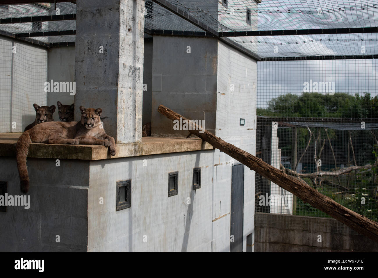 Puma in cattività a animal rescue center Foto Stock
