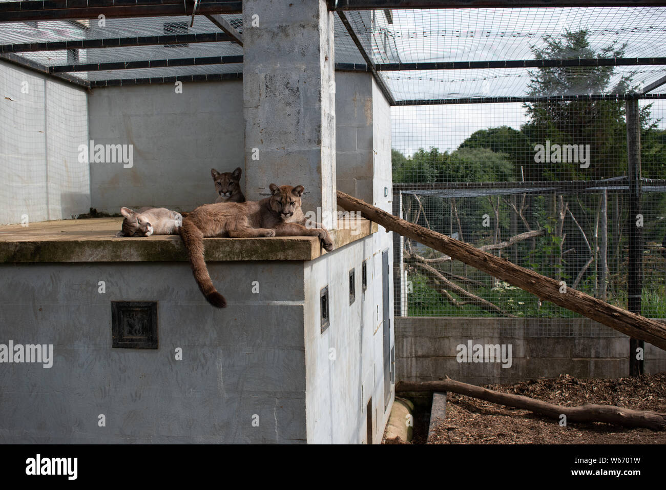 Puma in cattività a animal rescue center Foto Stock
