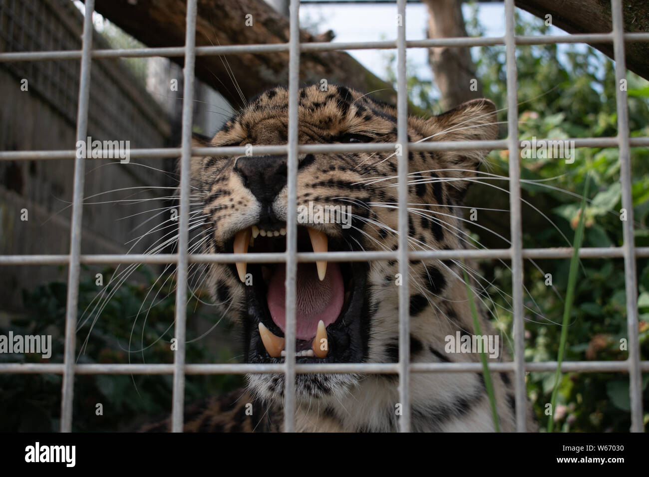 Maschio di Leopard in un animale centro di salvataggio Foto Stock