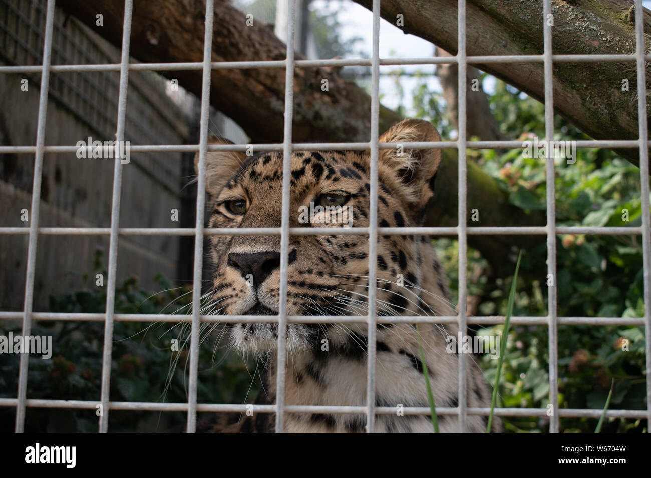 Maschio di Leopard in un animale centro di salvataggio Foto Stock