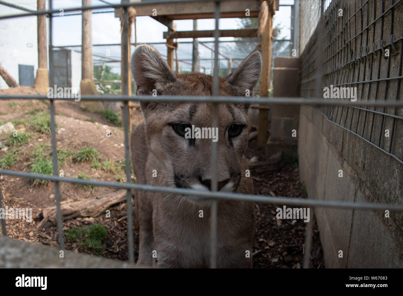 Puma in cattività a animal rescue center Foto Stock