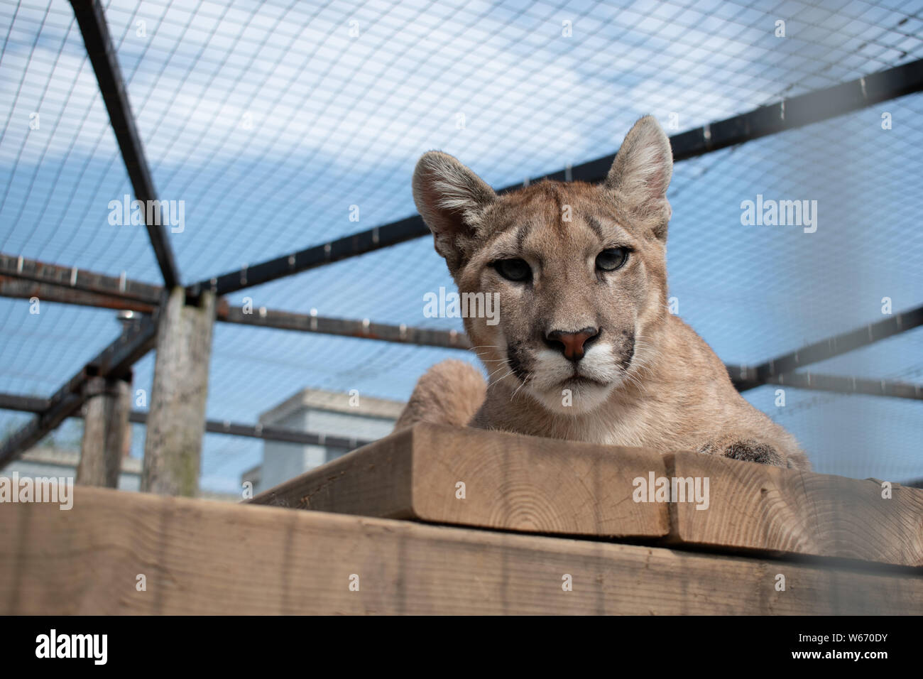 Puma in cattività a animal rescue center Foto Stock