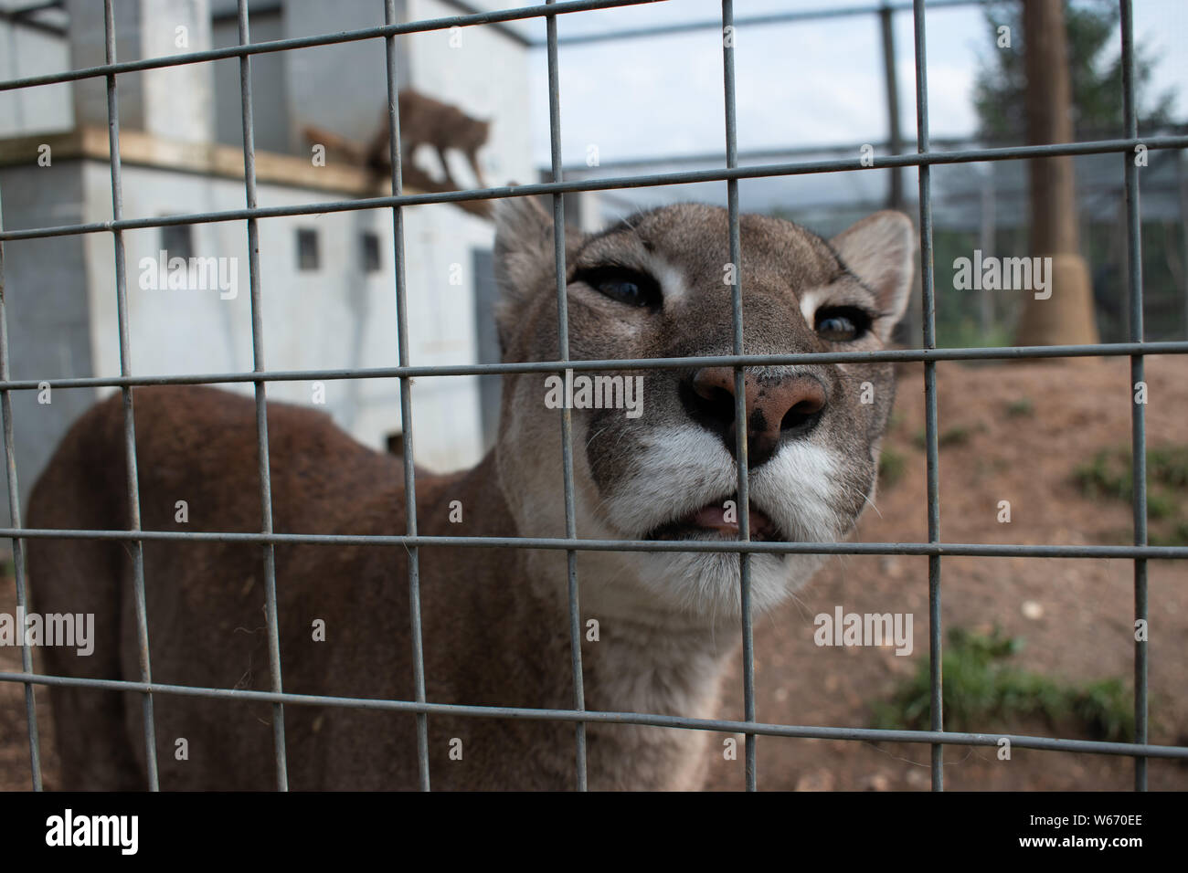 Puma in cattività a animal rescue center Foto Stock