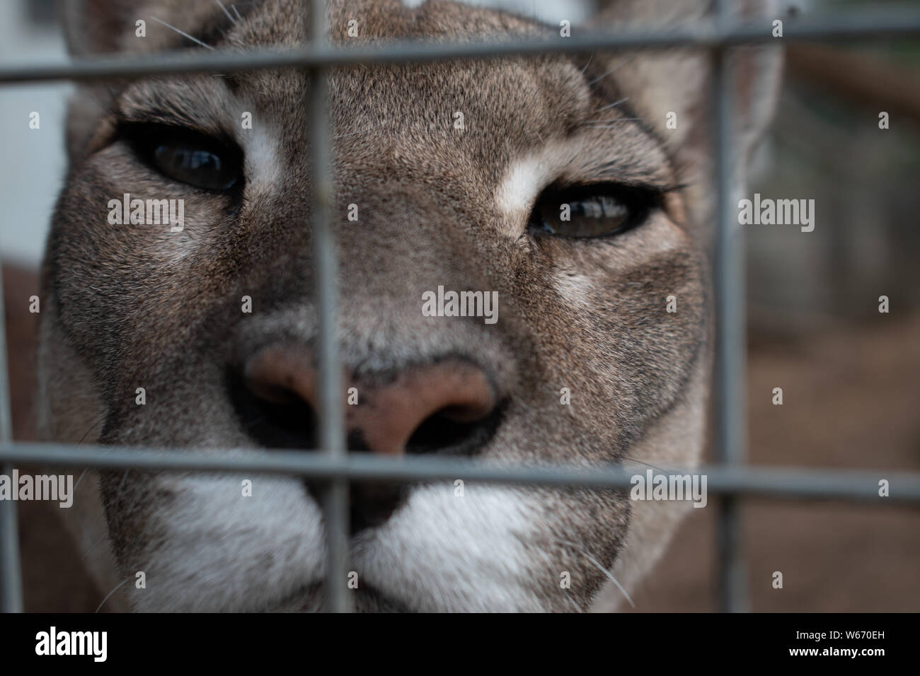 Puma in cattività a animal rescue center guardando dritto verso la fotocamera Foto Stock