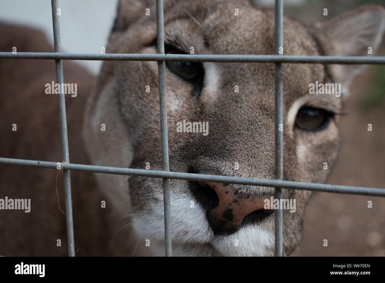 Puma in cattività a animal rescue center Foto Stock