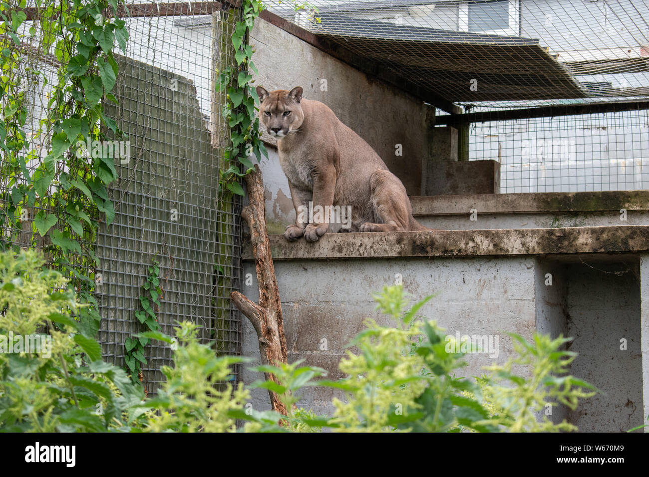 Puma in cattività a animal rescue center Foto Stock