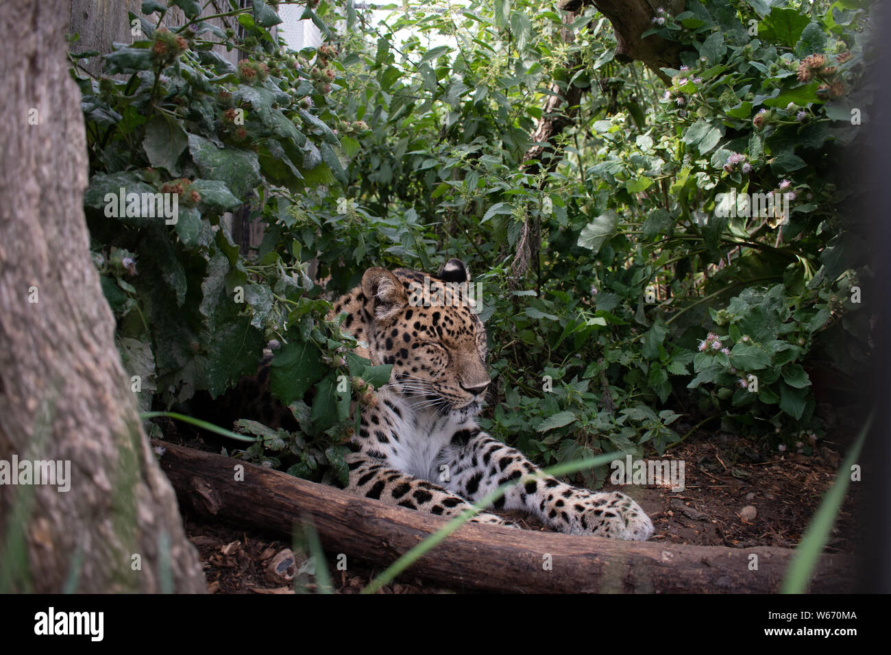 Maschio di Leopard in un animale centro di salvataggio Foto Stock