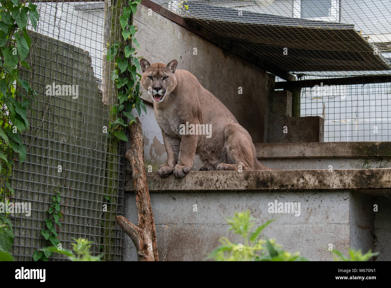 Puma in cattività a animal rescue center Foto Stock