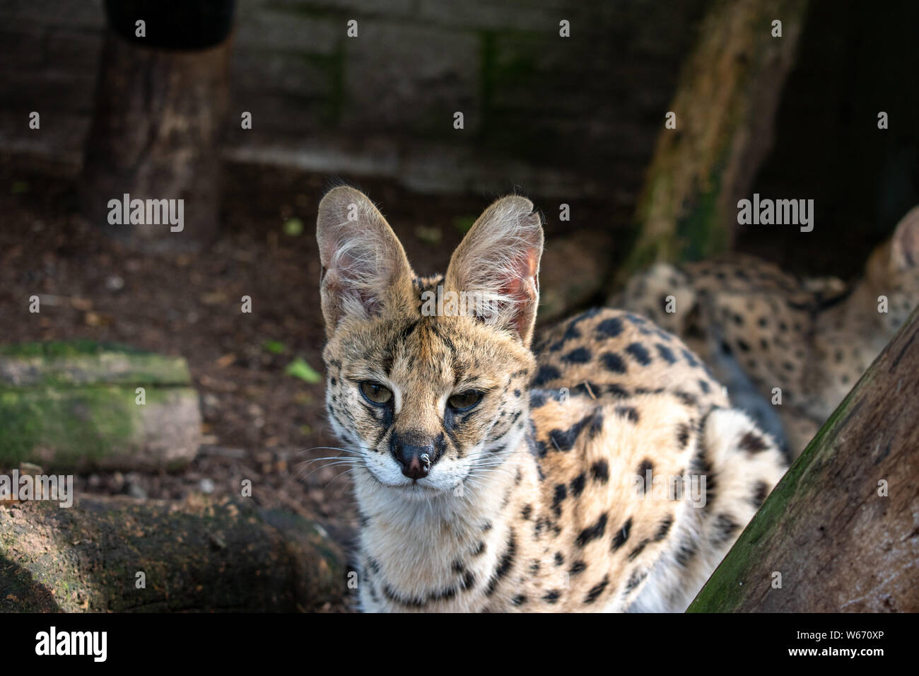 Ocelot in una gabbia a un animale centro di salvataggio Foto Stock