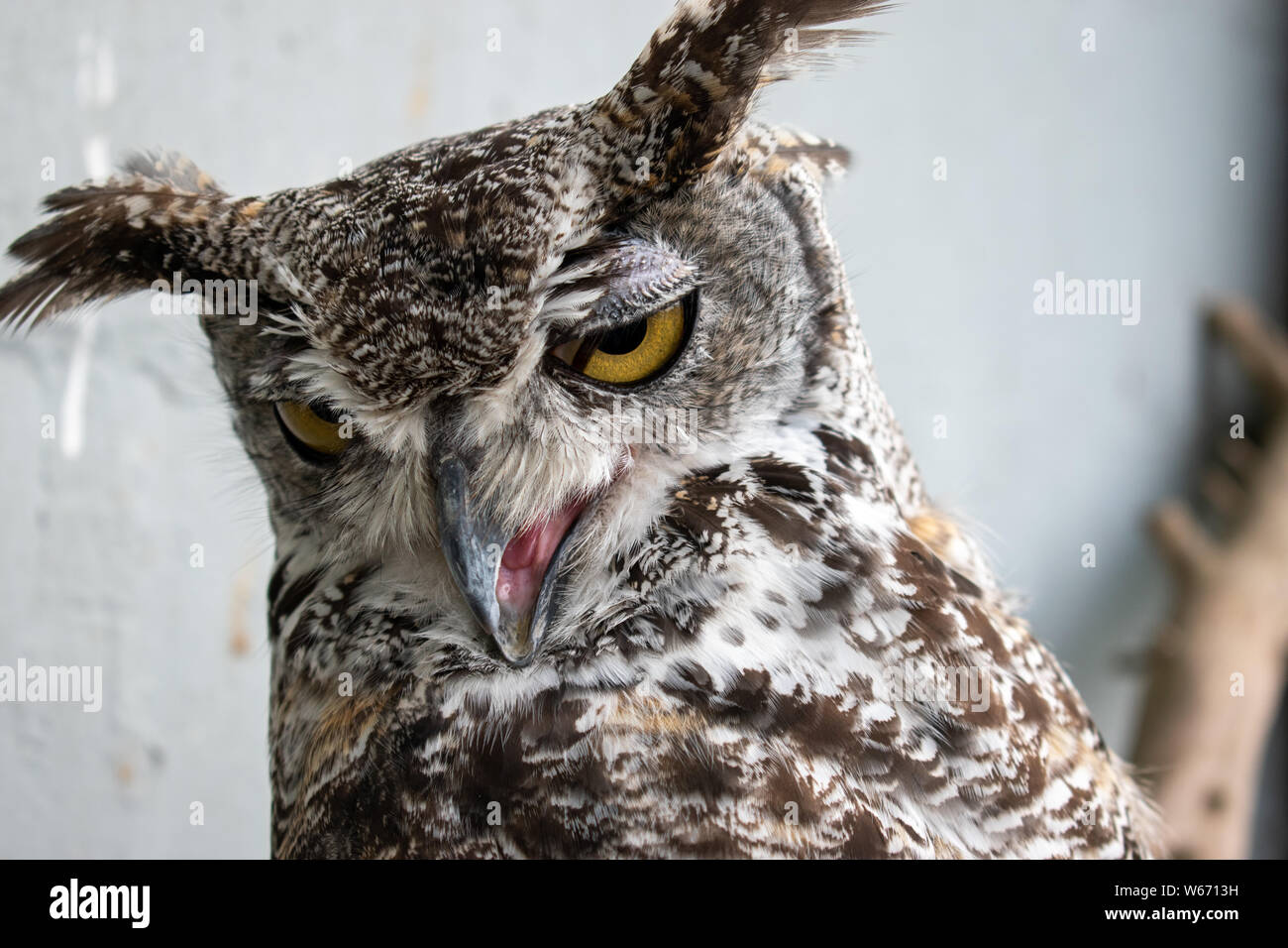 Gufo in una gabbia a un animale centro di salvataggio Foto Stock