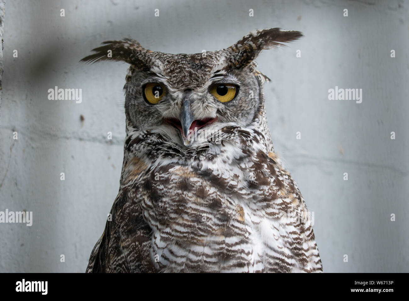 Gufo in una gabbia a un animale centro di salvataggio Foto Stock