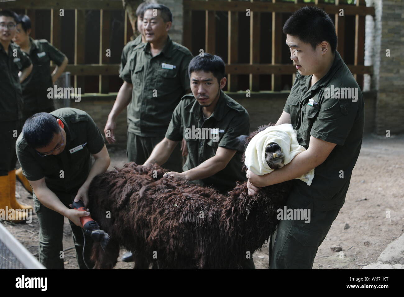 Custodi del giardino zoologico aiutare un alpaca raderà fur raffreddare su una torrida giornata a Chongqing Cina, 13 luglio 2018. Foto Stock