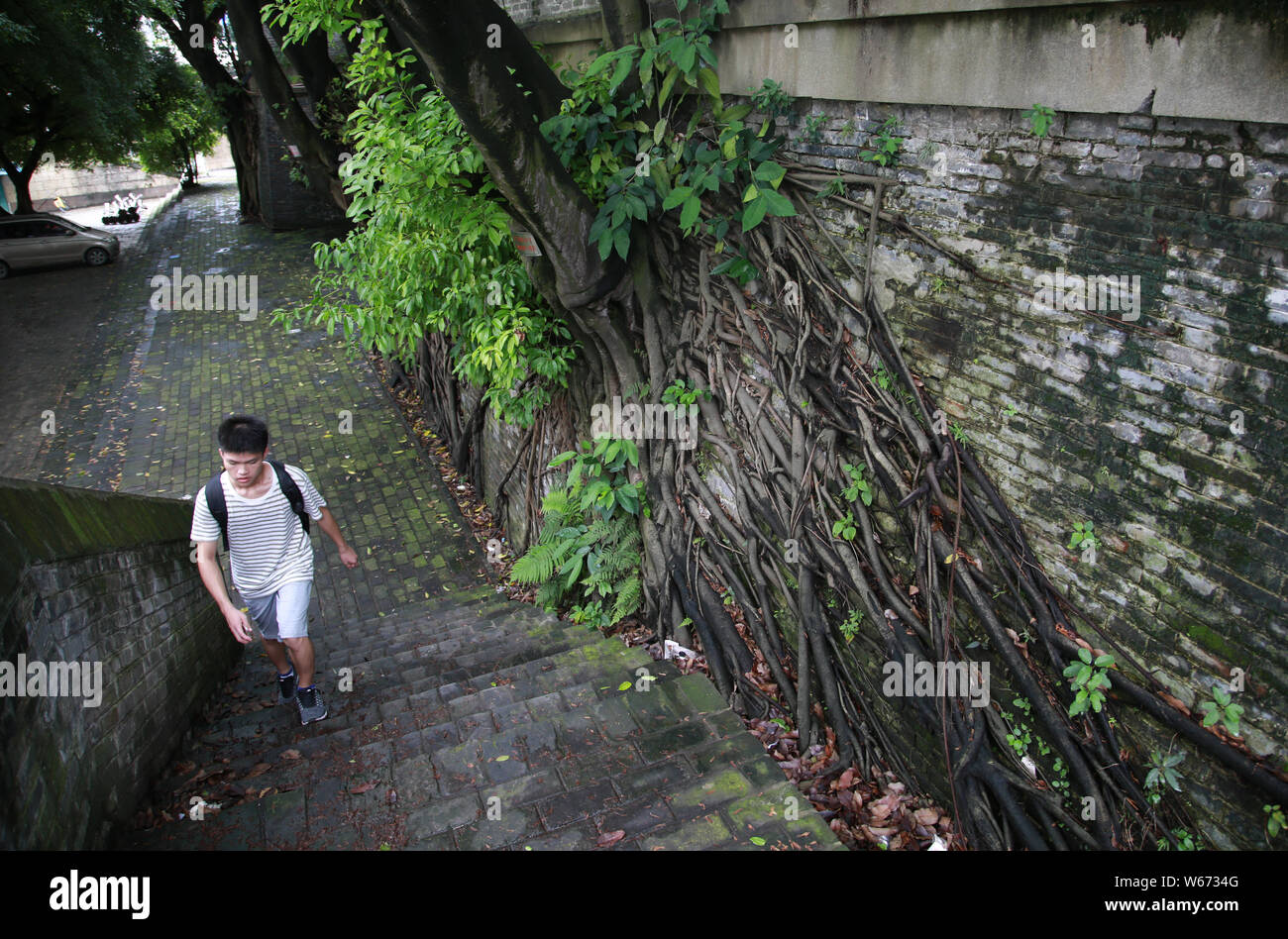 Una passeggiate a piedi oltre le grandi radici di quattro banyan alberi che crescono attraverso una sezione di un antico muro che risale alla Dinastia Qing in Nanning city Foto Stock