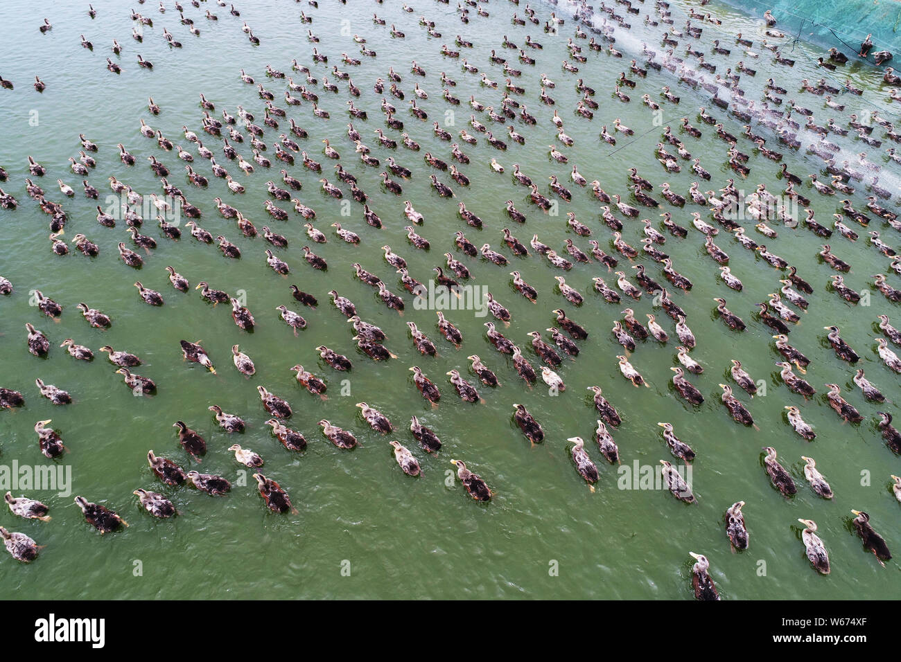Anatre nuotare in piscina presso un centro di allevamento in Gaoyou, città di Yangzhou, est cinese della provincia di Jiangsu, 16 aprile 2018. Salate uova di anatra, tipicamente salte Foto Stock